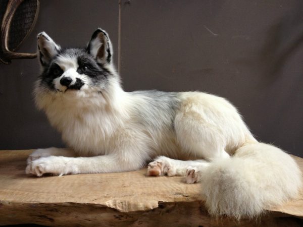 Mounted polar fox.