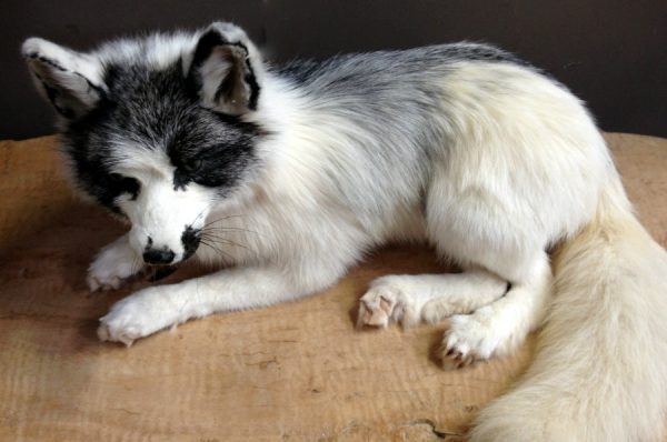 Mounted polar fox.