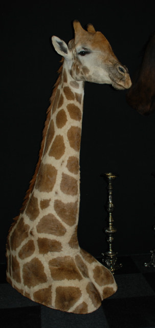 Hughe standing shouldermount of a giraffe