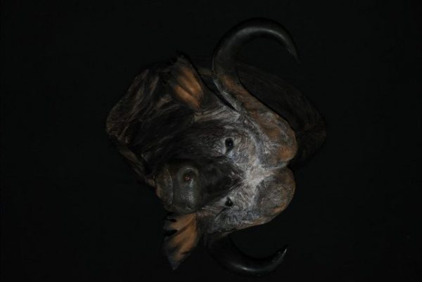 Enormous trophy head of a Cape Buffalo. Buffalo head.