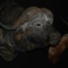 Enormous trophy head of a Cape Buffalo. Buffalo head.