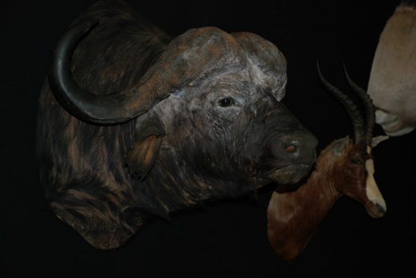 Enormous trophy head of a Cape Buffalo. Buffalo head.