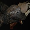 Enormous trophy head of a Cape Buffalo. Buffalo head.