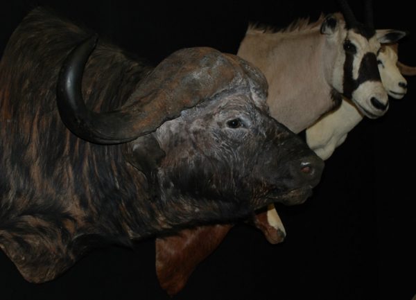 Enormous trophy head of a Cape Buffalo. Buffalo head.