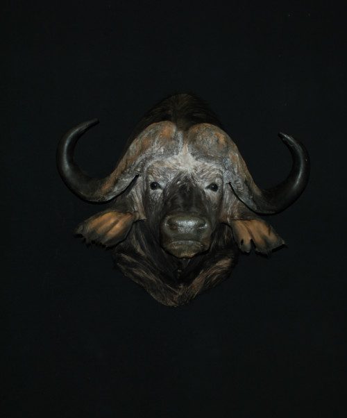 Enorme opgezette kop vaan een Kaapse buffel. Buffelkop.