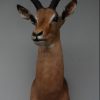 Trophyhead of an impala. Nice taxidermy.