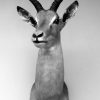 Trophyhead of an impala. Nice taxidermy.