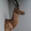 Opgezette kop van een impala