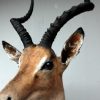 Opgezette kop van een impala