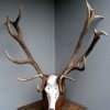 Very nice shaped pair of antlers of a red stag.