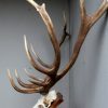 Strong pair of antlers of a red stag. Hunting trophy.