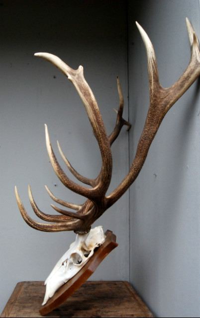 Very nice shaped pair of antlers of a red stag.