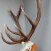 Pair of antlers of a massive red stag.