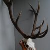 Set of 3 antique roebuck antlers