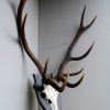 Symmetric pair of antlers of a red stag.