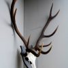 Pair of antlers of a sika deer.