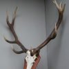 Nice pair of antlers of a red stag.