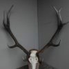 Nice pair of antlers of a red stag.