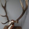 Symmetric pair of antlers of a red stag.