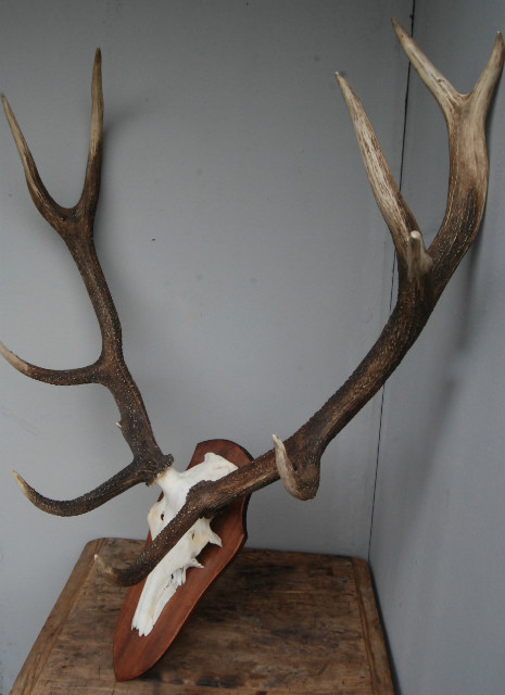 Nice pair of antlers of a red stag.