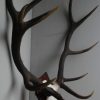Pair of antlers of a big red stag.