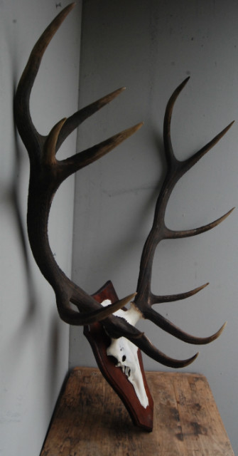 Pair of antlers of a big red stag.