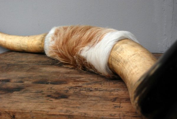 Horns of a Texan longhorn.