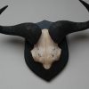 Skull of a blue wildebeest, mounted on a hard wooden panel.