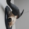 Skull of a blue wildebeest, mounted on a hard wooden panel.