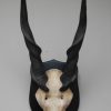 Old vintage skull of a Cape Buffalo.