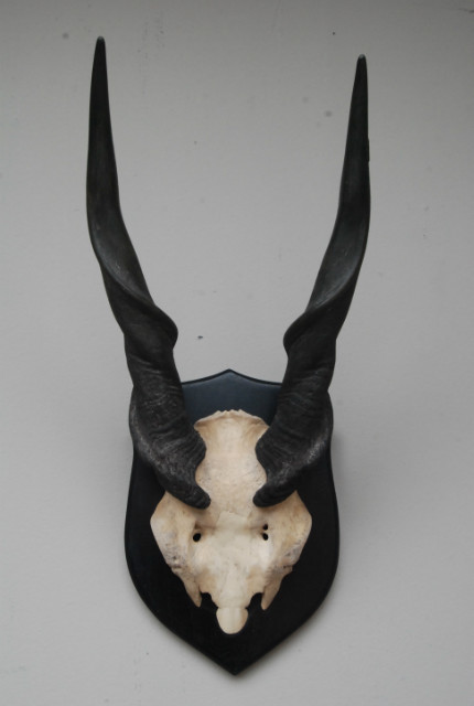 Schedel van een elandantilope gemonteerd op een hard houten paneel.