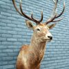 Enormous trophy head of a red stag. Taxidermy.