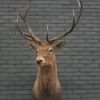 Enormous trophy head of a red stag. Taxidermy.