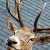 Enormous trophy head of a red stag. Taxidermy.