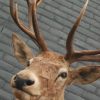 Enormous trophy head of a red stag. Taxidermy.