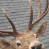 Enormous trophy head of a red stag. Taxidermy.