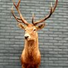 Stuffed head of red stag. Trophy deer head.