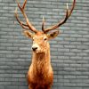 Enormous trophy head of a red stag. Taxidermy.