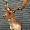 New trophy head of a big fallow deer.