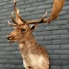 New trophy head of a big fallow deer.