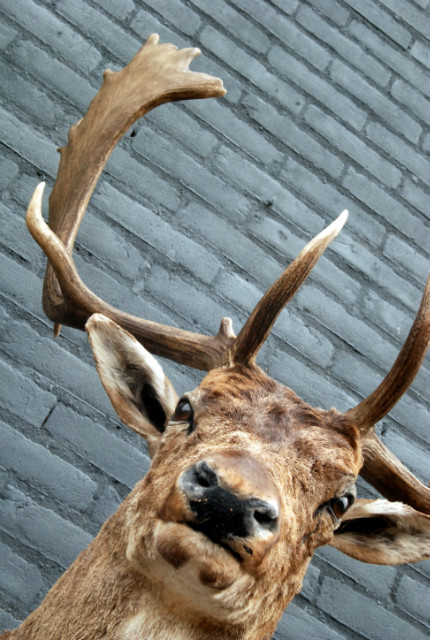 New trophy head of a big fallow deer.