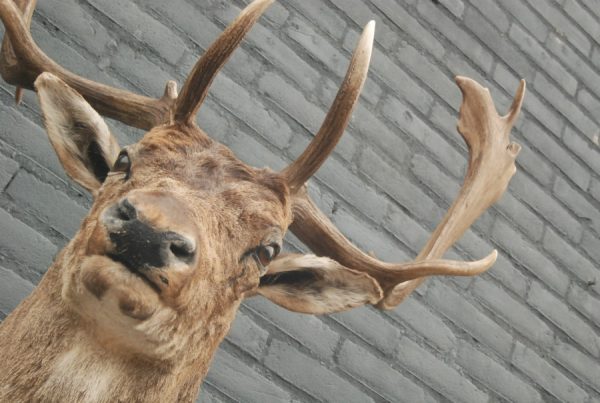 New trophy head of a big fallow deer.