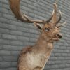 New trophy head of a big fallow deer.