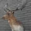 New trophy head of a big fallow deer.