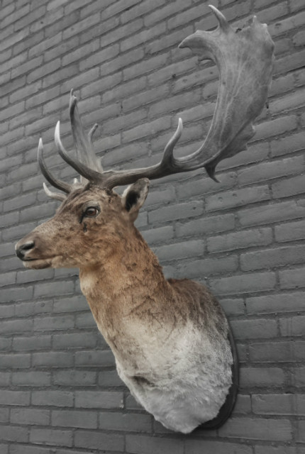 New trophy head of a big fallow deer.