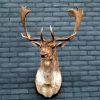 Old stuffed head of a huge mouflon ram.