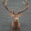 Fresh taxidermy head of a big red stag.