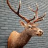 Fresh taxidermy head of a big red stag.