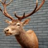 Fresh taxidermy head of a big red stag.