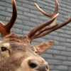 Fresh taxidermy head of a big red stag.